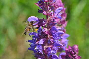 Bee with pollen on arm