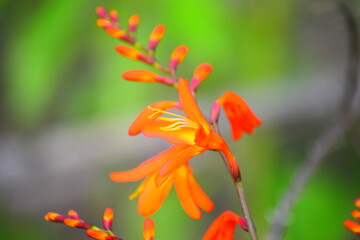 d&eacute;licate orang&eacute;e