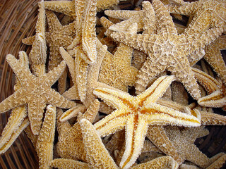 View of starfish dried