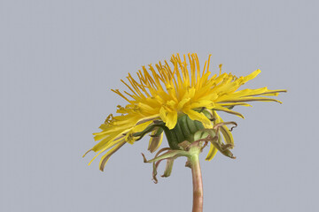 Gewöhnlicher Löwenzahn (Taraxacum sect. Ruderalia),  Blüte seitlich