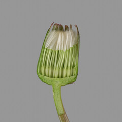 Gewöhnlicher Löwenzahn (Taraxacum sect. Ruderalia),  Blüte verblüht, aufgeschnitten,