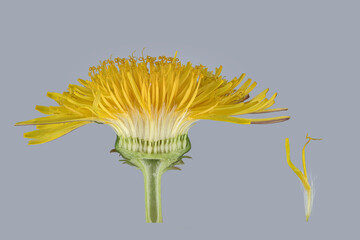 Gewöhnlicher Löwenzahn (Taraxacum sect. Ruderalia),  Blüte aufgeschnitten, Röhrenblüte © Rita Priemer