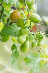 Grape tomatoes growing on vine starting to ripen