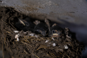 the small young birds, the swallows sit in a wicker nest