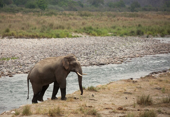Asiatic elephant crossing the Ram Ganga river, Jim Corbett National Park, India