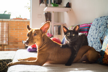Adorable dog and cat pose for the camera
