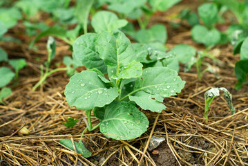 Closeup young broccoli with droplets of rain grows in the ground covered with straw with blurred crowd of vegetable background