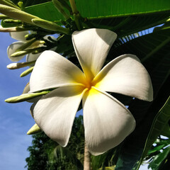 Fototapeta na wymiar One Frangipani flower on the tree.