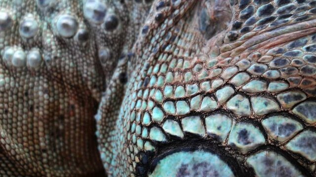 Iguana details closeup