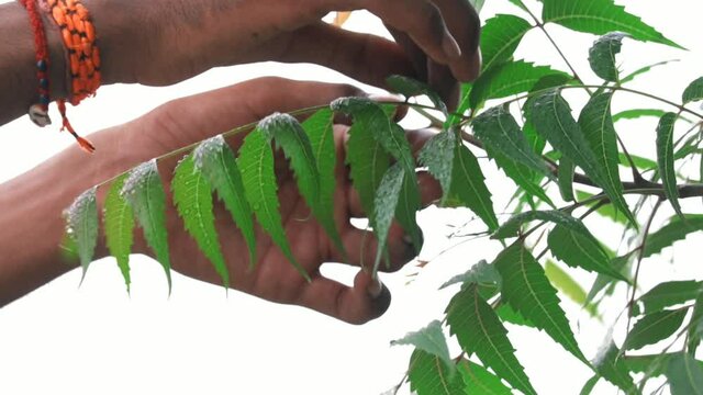 Neem leaf on men hand in farm,neem green leaves take man on hand,beauty products,creams, lpowder,oil and medicine,selective focus,man holding a neem leaves in his right hand,nim leaves on water drop