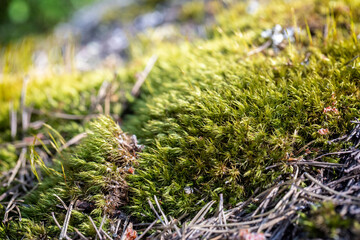 Bryum argenteum on a blurry background