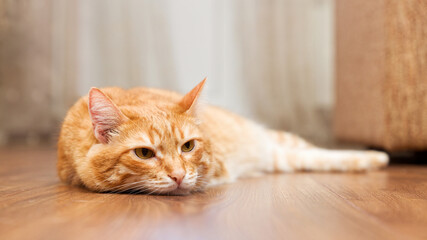 Closeup portrait of a red cat lying on a wooden floor on a blurred background. Shallow focus.