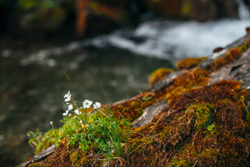 Small white flowers of cerastium tomentosum in bloom on fallen wet mossy tree trunk on bokeh background of river water. Beautiful wild flowerets is blooming among red green mosses close-up.