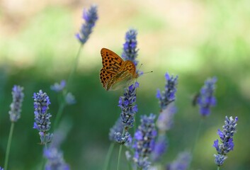 Orange butterfly and lavender flower in the meadow