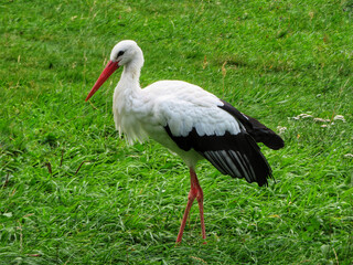 white stork walking in the grass