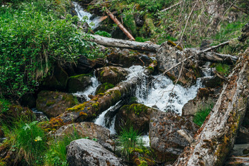 Scenic landscape to wild beautiful flora on small river in woods on mountainside. Mossy fallen tree trunks and boulders with mosses in clear spring water. Forest scenery to cascades in mountain creek.