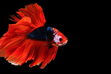 Multicolor Betta splendens fighting fish in Thailand on isolated black background. The moving moment beautiful of orange Siamese betta fish with copy space.