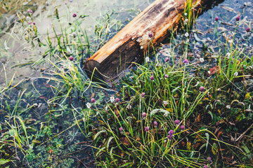 Rotten fallen tree trunk floats in calm water near shore with rich flora. Beautiful driftwood in water among lush flora. Nature background with wooden log, flowers and grasses in mountain lake closeup