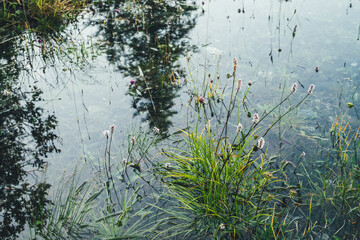 Nature background of green vegetation and stones in clear water. Greenery on bottom of mountain lake after flood. Reflection of trees silhouettes in calm transparent water surface. Underwater flora.