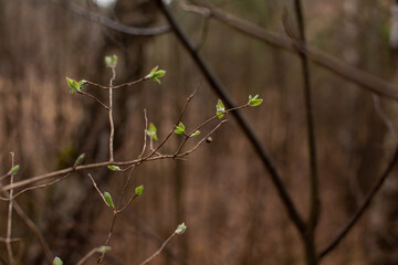New life, young buds awaken by young leaves