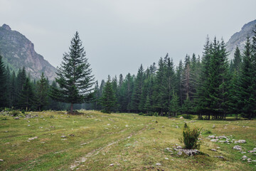 Atmospheric green forest landscape with firs in mountains. Minimalist scenery with edge coniferous forest and rocks in light mist. View to conifer trees and rocks in light haze. Mountain woodland.