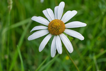 Fototapeta premium Daisy
