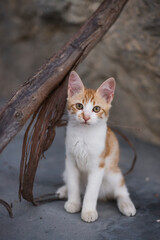 Skinny wild street cat in Kamari, Santorini, Greece