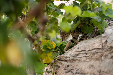 Skinny wild street cat in Kamari, Santorini, Greece