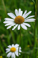 Obraz premium Daisy