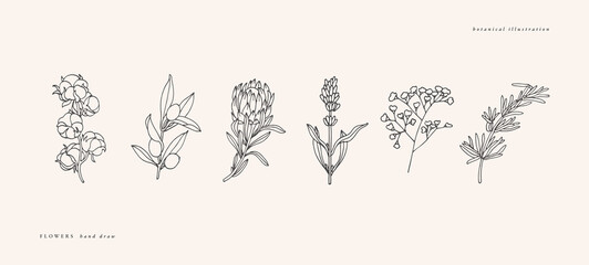 Vector illustration botanical herbs - vintage engraved style. Cotton, olive branch, protea, lavender, gypsophila and rosemary. - obrazy, fototapety, plakaty