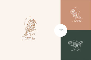 Vector illustration protea flower- vintage engraved style. Logo composition in retro botanical style.