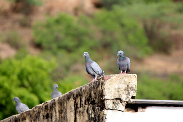 Pigeon on a ground or pavement in a city. Pigeon standing. Dove or pigeon 