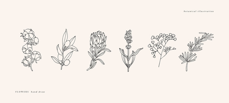 Vector illustration botanical herbs - vintage engraved style. Cotton, olive branch, protea, lavender, gypsophila and rosemary.