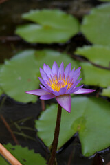 Purple Lotus In A Pond