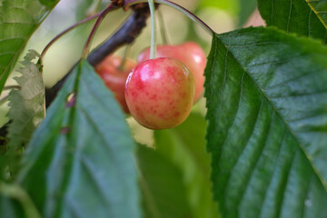 Pink cherries