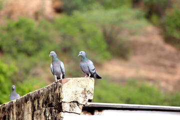 Pigeon on a ground or pavement in a city. Pigeon standing. Dove or pigeon 