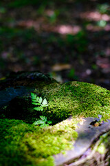 切り株に生えた苔と小さな葉