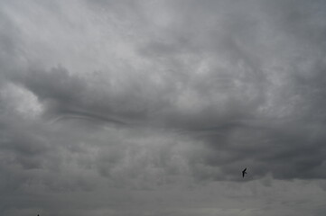 the sky against the background of gray atmospheric clouds and a passing bird swallow