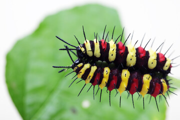 Two Brightly yellow, black and red striped caterpillars