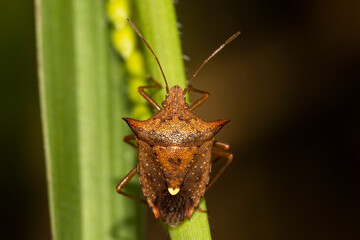 Euschistus heros - Neotropical brown stink bug is one of the most important pests of soybeans