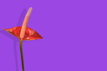 red anthurium flower isolated on purple background