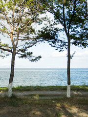 Fototapeta na wymiar Two pine trees near the sea