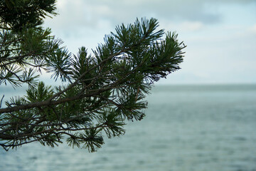 Obraz premium pine branches against blue sky