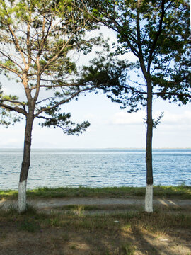  Two pine trees near the sea © Лусине Хачатрян