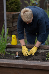 Female mature gardener planting young small plant, working in garden with shovel, transplanting pepper seedling in soil. Take care of garden. Agriculture, farming, gardening hobby concept