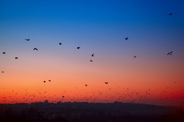 flock of crows flying over the city in the twilight