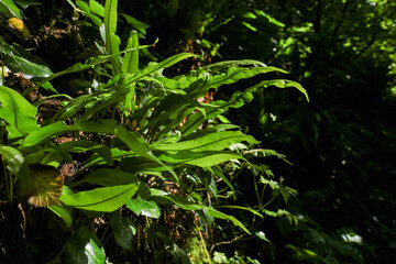 Fototapeta na wymiar Beautiful leaves of green European Hart's-tongue Fern (Asplenium scolopendrium ssp. scolopendrium) illuminated by the sunlight in a dark undergrowth. 
