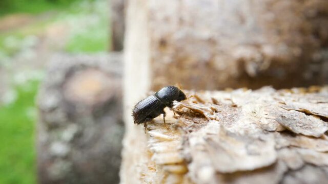 The shiney skin of the black Ips typographus or European spruce bark beetle