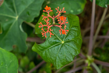 Red flowers with green leaves