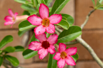 Pink azalea with a brown brick wall background